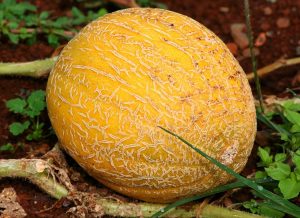 Selon une &eacute;tude, 96% des personnes qui t&acirc;tent un melon n'ont aucune id&eacute;e de ce qu'elles font  - D&eacute;tente Humour Melon