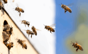 Une r&eacute;alit&eacute; m&eacute;connue&nbsp;: les abeilles m&acirc;les connaissent une fin explosive apr&egrave;s l'accouplement  - Abeilles Biodiversit&eacute; Changement climatique Insectes Science Sciences