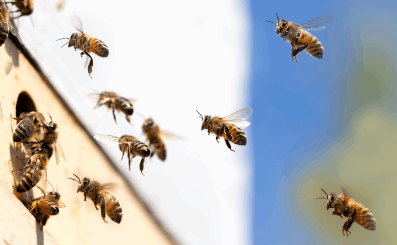 L’Inrae ferme une unité de recherche sur les abeilles  - Abeilles Inrae Recherche scientifique Science Sciences