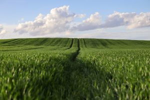 En Cisjordanie, la r&eacute;sistance &agrave; la colonisation passe aussi par l'agriculture  - Agriculture Cisjordanie Colonisation Isra&euml;l R&eacute;sistance fertile