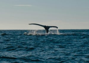 Un gigantesque cimeti&egrave;re de baleines dans l&rsquo;oc&eacute;an Indien  - Baleines Biologie C&eacute;tac&eacute;s D&eacute;couverte Fossiles Nature Oc&eacute;an Indien Oc&eacute;an pacifique Oc&eacute;ans