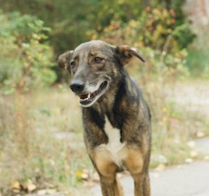 Les chiens radioactifs de Tchernobyl : les effets des radiations pass&eacute;s au crible  - Chiens G&eacute;n&eacute;tique Pollution radioactive Radioactivit&eacute; Recherche scientifique Sciences Tchernobyl Ukraine