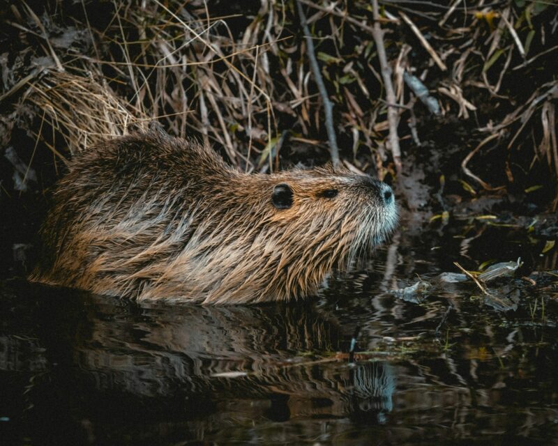 Grâce aux castors, ces rivières ardéchoises ont plus d’eau en plein été  - Biodiversité Castors Changement climatique Climat Environnement Nature Sécheresse