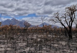 Apr&egrave;s les flammes, la solidarit&eacute; paysanne s&rsquo;organise dans l&rsquo;Aude  - Agriculture Aude Entraide Incendies