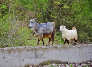 Sur l&rsquo;&icirc;le de Stromboli, des l&eacute;gions de ch&egrave;vres affam&eacute;es m&egrave;nent la vie dure aux habitants  - Animaux Italie Sicile Stromboli