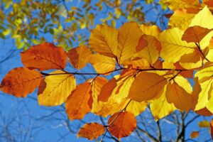 Feuilles mortes, arbres jaunis... La chaleur provoque un automne pr&eacute;coce  - Arbres Changement climatique Climat Nature