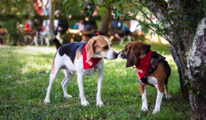 La maison des beagles libres  - Animaux Association Beagles of Burgundy Beagles Chiens Initiatives