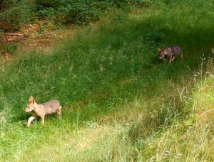 Quatre louveteaux aux g&egrave;nes exceptionnels sont n&eacute;s en France  - Animaux Association Carduelis Biodiversit&eacute; Loups Plateau de Millevaches
