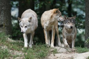 Ces loups qui font pousser les arbres - l'exp&eacute;rience Yellowstone  - Biodiversit&eacute; Environnement &Eacute;tats-Unis Loups Parc de Yellowstone