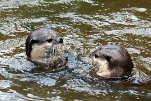 La premi&egrave;re loutre dress&eacute;e pour retrouver des personnes disparues en milieu aquatique  - Animaux Loutres Sauvetage