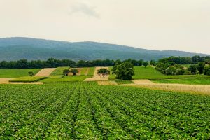 Malnutrition&nbsp;: utiliser les d&eacute;chets organiques pour lutter contre la &laquo;&nbsp;faim cach&eacute;e&nbsp;&raquo;  - Malnutrition Sant&eacute;