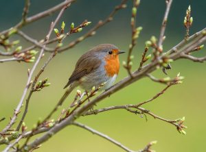En Australie, des oiseaux changent de sexe apr&egrave;s leur naissance  - Biologie Oiseaux Perturbateurs endocriniens Pollution Recherche scientifique