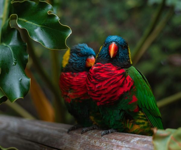 Un tiers des oiseaux tropicaux a disparu avec le changement climatique  - Biodiversité Changement climatique Nature Ecology & Evolution Oiseaux Tropiques