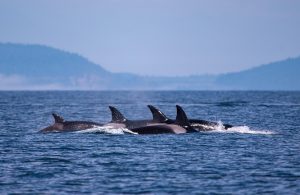 Prot&eacute;ger les esp&egrave;ces, c&rsquo;est d'abord prot&eacute;ger leurs anciens  - Action environnementale Animaux Biodiversit&eacute; Chasse &Eacute;cologie Environnement Lutte environnementale Nature Orques P&ecirc;che Poisson Science Sciences