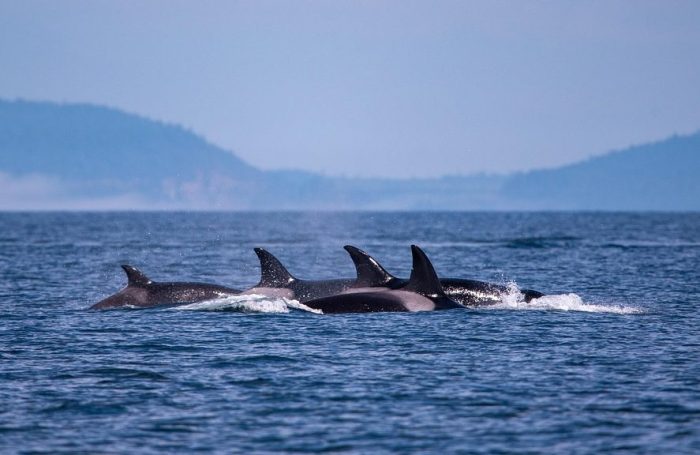 Comment les chiens deviennent des alliés inattendus pour sauver les dernières orques du Pacifique  - Biodiversité Environnement Nature Océan pacifique Orques