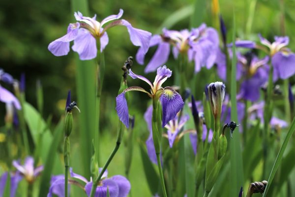 « Les plantes peuvent entendre, voir, toucher, goûter, sentir »  - Biologie Plantes Recherche scientifique Sensibilité des plantes