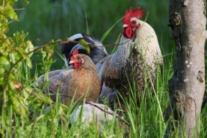 Pour &eacute;viter l&rsquo;ac&eacute;tamipride, ces agriculteurs pr&eacute;f&egrave;rent les poules  - Ac&eacute;tamipride Agriculture Loi Duplomb Pesticides
