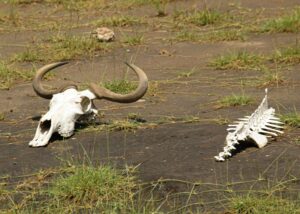 Beaucoup d&rsquo;animaux comprennent la&nbsp;mort (et en jouent)  - Animaux Emmanuelle Pouydebat Litt&eacute;rature Mort