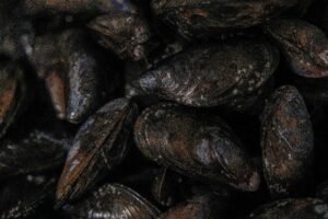 Des moules d&rsquo;eau douce, qui avaient disparu, refont surface dans la Seine  - Action environnementale Environnement Moules d&rsquo;eau douce Seine