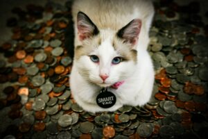 En un an, un chat ou un chien peuvent procurer un surplus de bonheur &eacute;quivalent &agrave; 84 000 euros  - Animaux