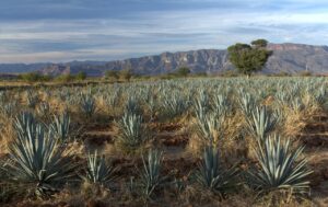 Au Mexique, un village lutte pour sauver le mezcal&hellip; gr&acirc;ce aux chauves-souris  - Agave Chauves-souris Environnement Mexique Mezcal Nature