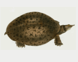 Bizarre mais vrai : des tortues qui urinent par la bouche  - Chine Insolite Recherche scientifique Science Sciences Singapour Tortues Trionyx de Chine