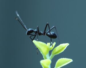 Les fourmis sont les alli&eacute;es surprenantes de nombreux insectes et plantes  - Biodiversit&eacute; Environnement Fourmis Nature