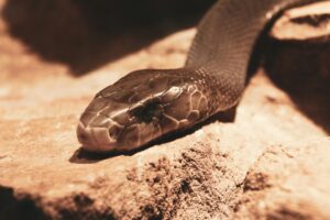 USA : deux ambulanciers sauvent un homme mordu par un mamba noir&hellip; et risquent maintenant une sanction  - Ambulances &Eacute;tats-Unis Sauvetage Serpents