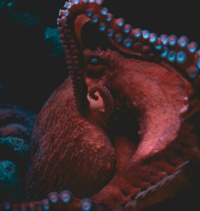 Cet octopode est pr&ecirc;t &agrave; tous les sacrifices pour se reproduire  - Argonaute-voilier Nature Recherche scientifique Science