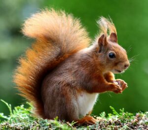Entre ces &eacute;cureuils, la guerre des noisettes est d&eacute;clar&eacute;e  - Animaux &Eacute;cureuils Nature