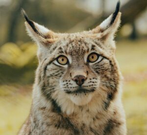 Un lynx vu dans les Pyr&eacute;n&eacute;es, une premi&egrave;re depuis un si&egrave;cle  - Biodiversit&eacute; Environnement Lynx Nature Pyr&eacute;n&eacute;es