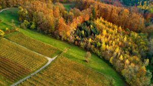 En Bourgogne, des vignerons misent sur la for&ecirc;t pour prot&eacute;ger la vigne du r&eacute;chauffement climatique  - Agriculture Bourgogne Changement climatique Climat For&ecirc;ts Vigne Viticulture