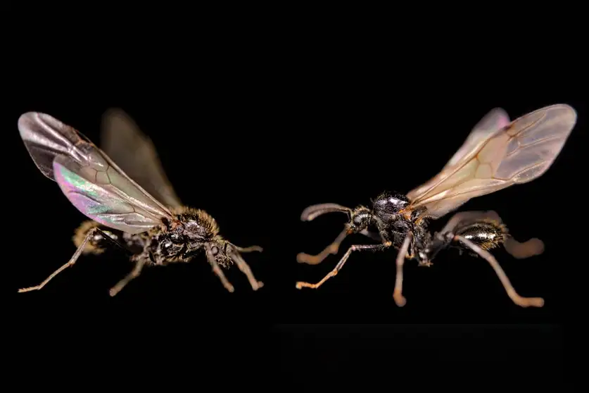 La fourmi qui pond des mâles de 2 espèces différentes ! Les biologistes en PLS...  - Biologie Découverte scientifique Fourmis Nature Recherche scientifique Revue Nature Science Sciences Xénoparité