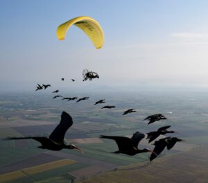 Des scientifiques aident les ibis chauves &agrave; migrer gr&acirc;ce &agrave; de petits avions ULM  - Action environnementale Environnement Ibis Lutte environnementale Nature Oiseaux
