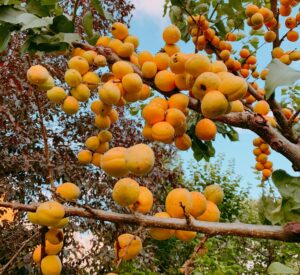 Les "for&ecirc;ts comestibles" des Afro-descendants prot&egrave;gent la biodiversit&eacute; en Am&eacute;rique du Sud  - Agriculture Biodiversit&eacute; Br&eacute;sil For&ecirc;ts comestibles For&ecirc;ts jardins Jardins for&ecirc;ts
