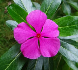 De la m&eacute;decine traditionnelle au traitement du cancer&nbsp;: la pervenche de Madagascar  - Cancer Pervenche de Madagascar Plantes m&eacute;dicinales Sant&eacute;