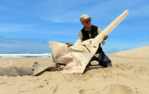 Un poisson g&eacute;ant que l'on pensait &eacute;teint r&eacute;appara&icirc;t en Afrique du Sud apr&egrave;s 26 ans d&rsquo;absence  - Afrique Afrique du Sud Biodiversit&eacute; Poisson Poisson-scie