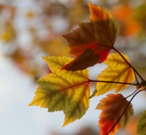 Une p&eacute;tition contre l&rsquo;arriv&eacute;e de l&rsquo;automne recueille plus de 3 millions de signatures  - Automne D&eacute;tente Humour