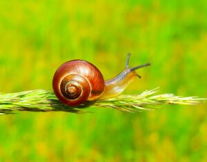 &ldquo;Cauchemar&rdquo; au Kenya : des hordes d&rsquo;escargots ravagent les rizi&egrave;res  - Environnement Escargots Kenya