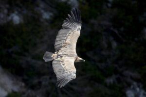 Quand les vautours s&rsquo;allient aux &eacute;leveurs  - Agriculture Biodiversit&eacute; Environnement Nature Vautours