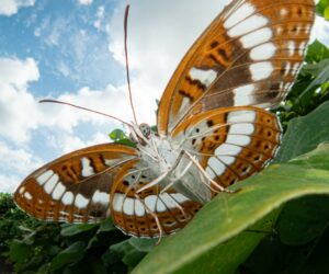 &Agrave; hauteur d&rsquo;insecte : photographier un monde invisible  - Biodiversit&eacute; Insecticides Japon Nature Osaki Photographie Takuya Ishiguro
