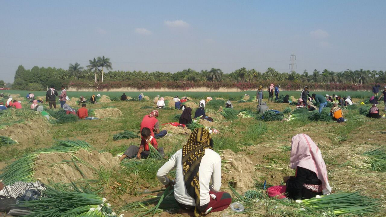 Le travail des enfants dans l'agriculture en Égypte, un fléau social au service... de l'Europe  - Agriculture Droits de l'Homme Droits humains Égypte Enfance Enfants LVMH Travail Travail des enfants