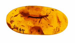 Une "capsule temporelle" remplie d'insectes vieux de 112 millions d'ann&eacute;es  - For&ecirc;ts Fossiles G&eacute;ologie Pal&eacute;onthologie Science Sciences
