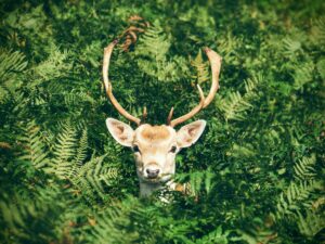 Avec &ldquo;Le brame du cerf&rdquo;, France TV r&eacute;ussit sa chasse aux amateurs de slow tv&nbsp;: bient&ocirc;t une saison 2&nbsp;?  - France T&eacute;l&eacute;visions France TV Le brame du cerf Slow TV