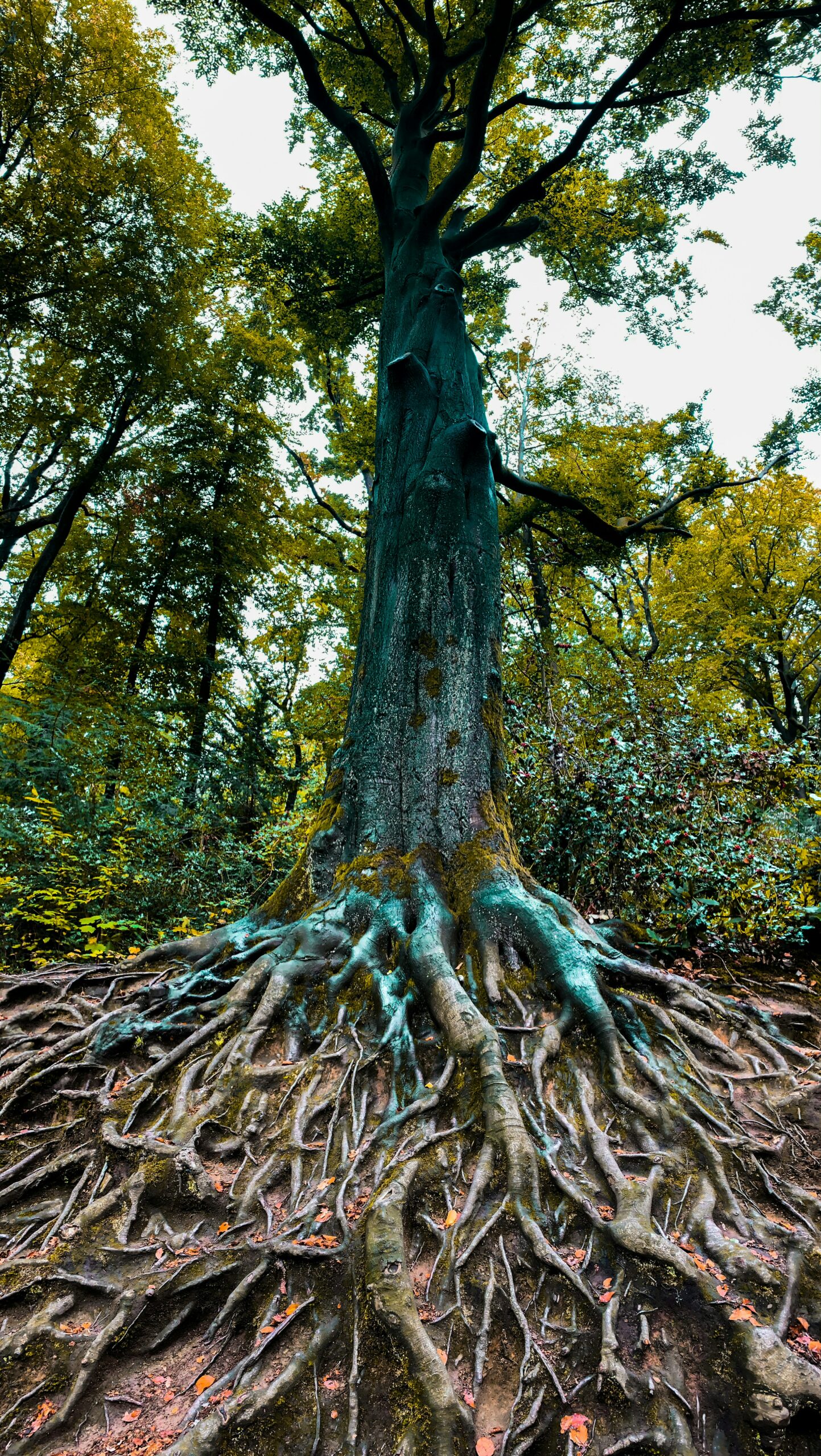 « C’est la plante qui façonne le sol, et pas l’inverse »  - Action environnementale Agriculture Agroécologie Environnement Nature