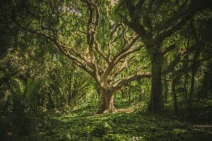 Sant&eacute; : la pause nature, petite habitude, grands effets  - Arbres D&eacute;couverte scientifique D&eacute;tente Environnement For&ecirc;ts Initiatives M&eacute;decine Nature Plantes Psychologie Sant&eacute; Sant&eacute; mentale Sant&eacute; publique Science Sciences Stress