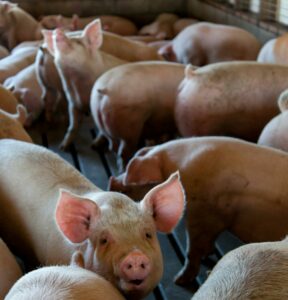 1 % des fermes, la moiti&eacute; du cheptel&nbsp;: L214 dynamite les mythes  - Agriculture Animaux Bien-&ecirc;tre animal &Eacute;levage L214 Loi Duplomb