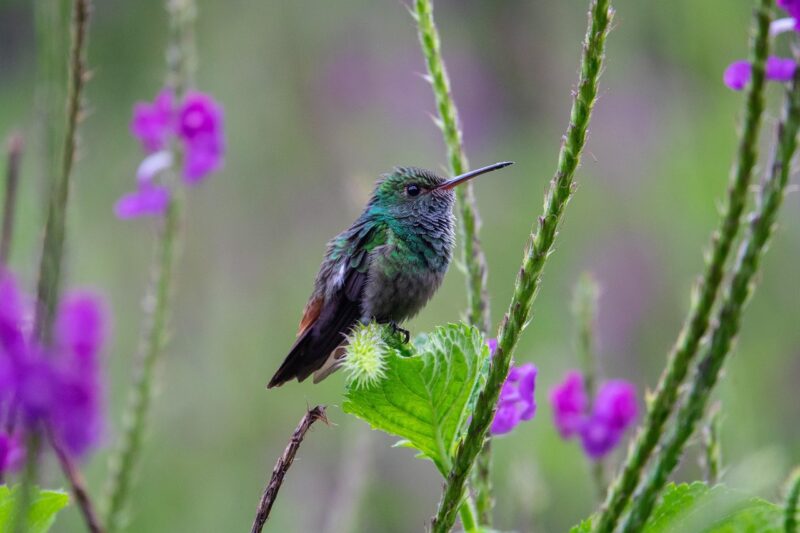 La biodiversité ciblée par les droites françaises  - Action environnementale Environnement Industries Politique Pollution