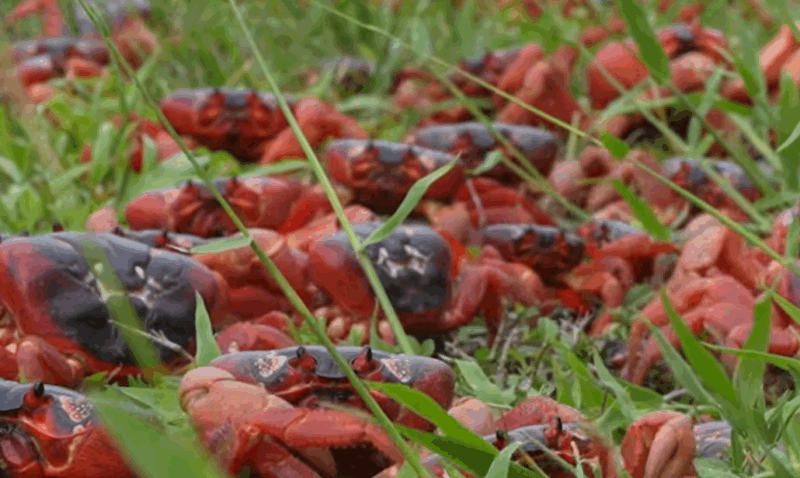 Australie : "100 millions de crabes rouges" envahissent l’île Christmas  - Australie Biodiversité Crabes rouges Île Christmas Migrations Nature