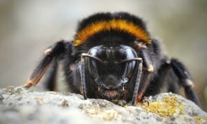 Les reines bourdons survivent jusqu'&agrave; 8 jours sous l'eau  - Biodiversit&eacute; Bourdons D&eacute;couverte D&eacute;couverte scientifique Eau Entomologie Insectes Recherche scientifique Science Sciences